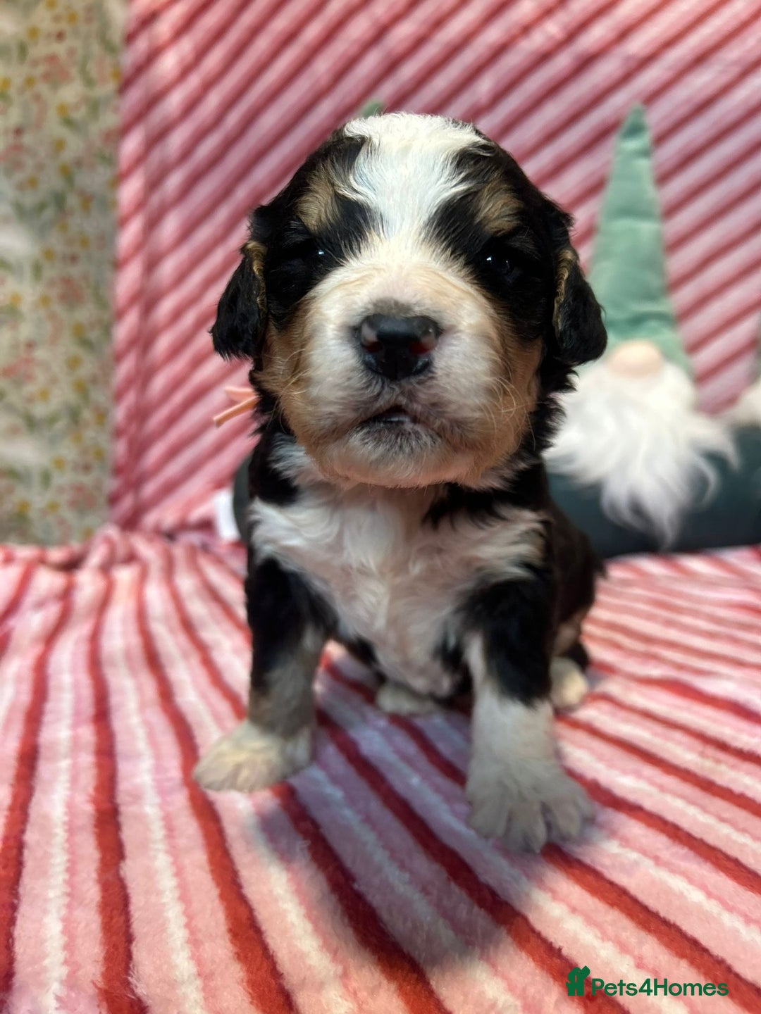 Bernedoodle dogs for sale: Tri Bernedoodle boys and girls  - Advert 13
