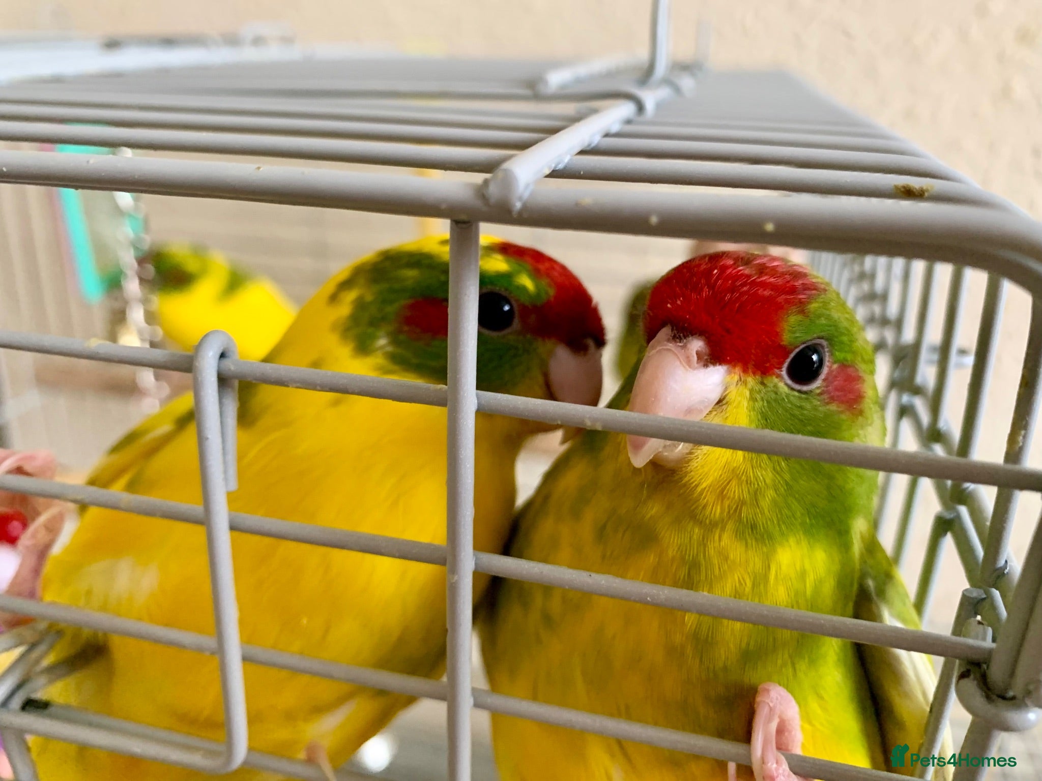 Parakeets birds 4 Hand Reared Baby Kakarikis  - Advert 1