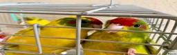 Parakeets birds for sale: 4 Hand Reared Baby Kakarikis  - Advert 1