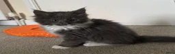 Mixed Breed cats for sale: Ragcoon Kitten - Advert 7