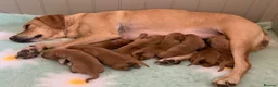 Labrador Retriever dogs for sale: Fox Red Puppies fully health tested FTCH lines in Swanage - Advert 1