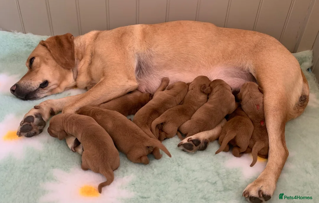 Labrador Retriever dogs for sale: Fox Red Puppies fully health tested FTCH lines in Swanage - Advert 1