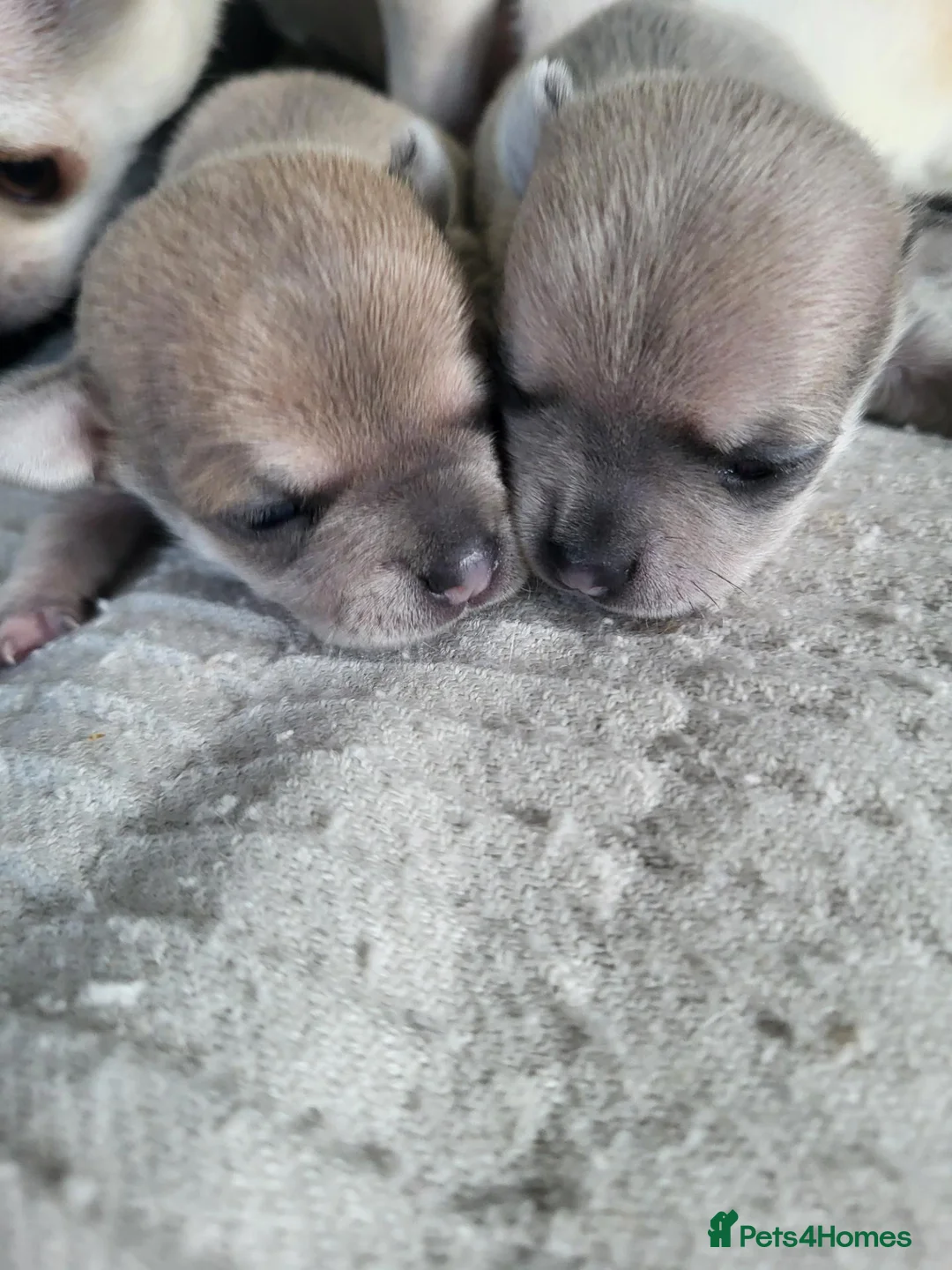 Chihuahua dogs for sale: Stunning puppies in Congleton - Advert 2