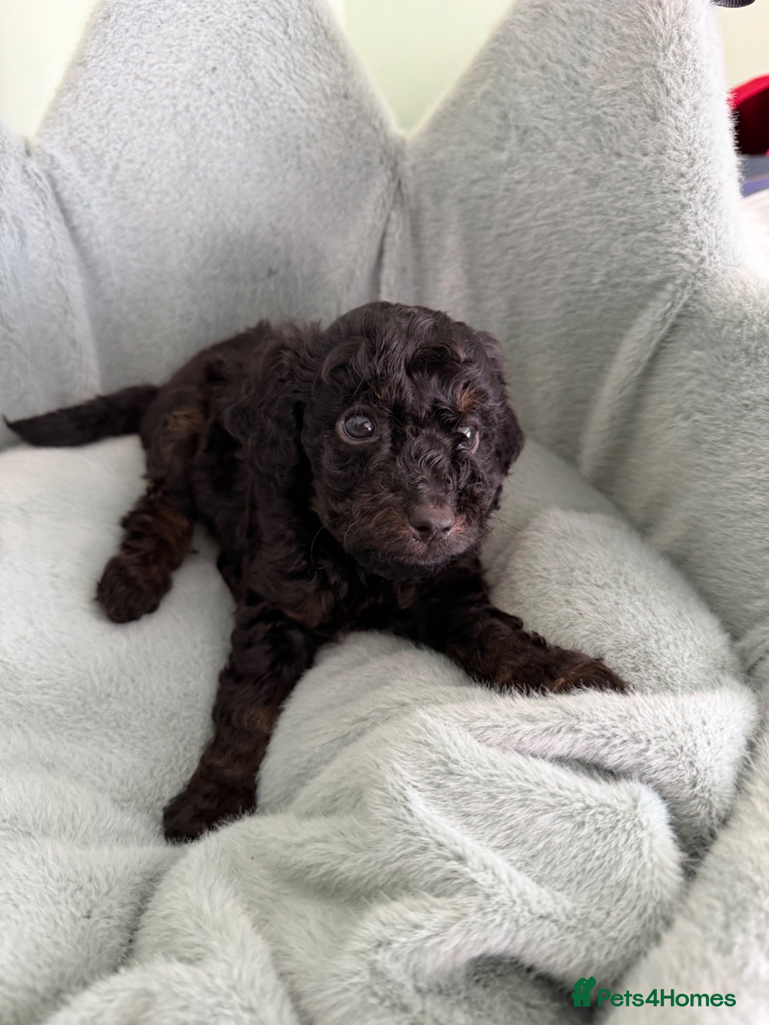 Cavapoo dogs Two black f1b cavapoos available 1 girl 1 boy 💕💙 - Advert 2
