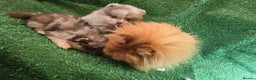 Pomeranian dogs for sale: 💜Lavender lilac chocolate merle exceptional poms - Advert 2