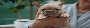 French Bulldog Puppy 3