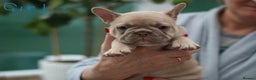 French Bulldog dogs for sale: Cute French Bulldog Puppies Available Soon - Advert 13