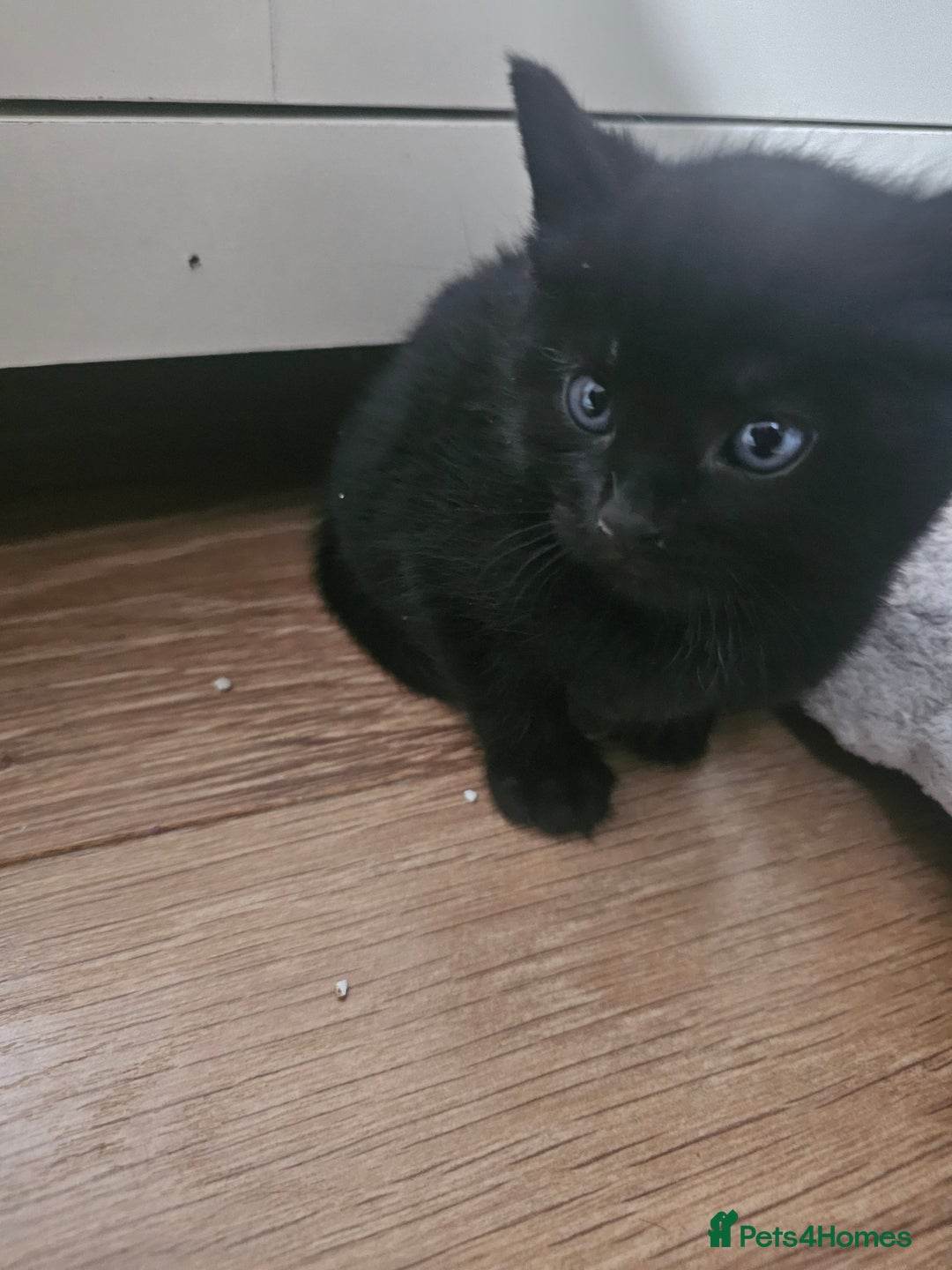 Mixed Breed cats for sale: Kittens  - Advert 3