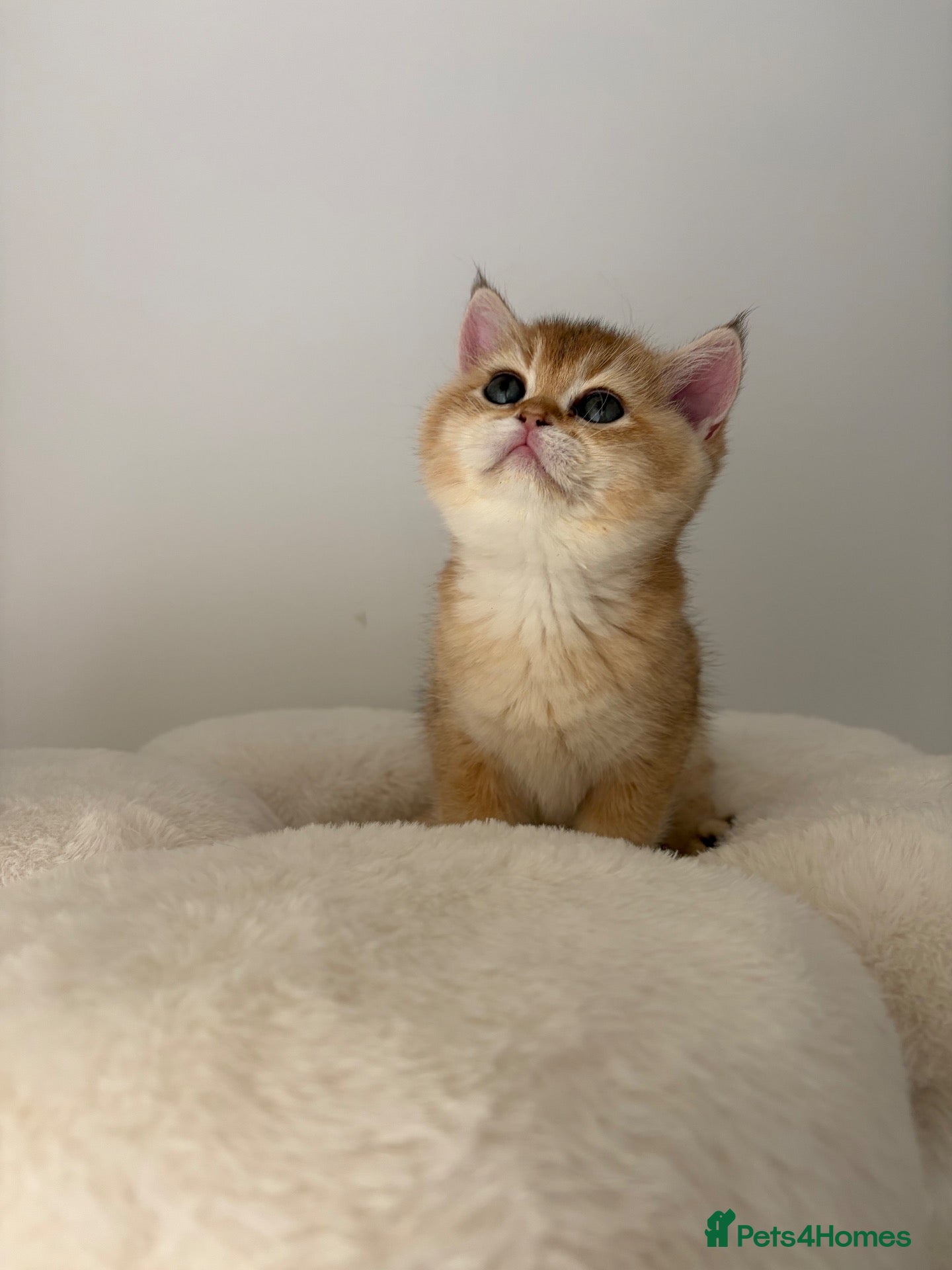 British Shorthair cats Beautiful Golden Chinchilla BSH Ny12 & Ny25 Girl - Advert 2
