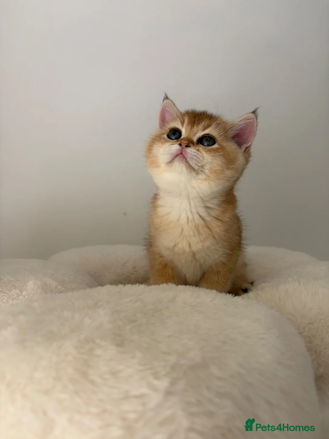 British Shorthair cats for sale: Beautiful Golden Chinchilla BSH Ny12 & Ny25 Girl - Advert 1