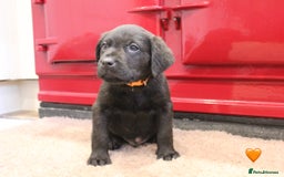 Labrador Retriever dogs for sale: Lovely Labrador Puppies ready next weekend - Image 13