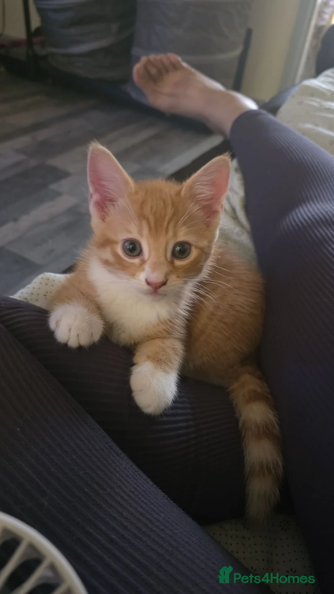 Mixed Breed cats for sale: Kittens looking for new home in Leigh - Advert 2