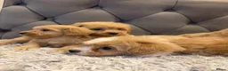 Maltipoo dogs for sale: DNA Clear & KC reg parents  - Advert 5