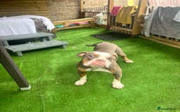 Old Tyme Bulldog dogs for sale: Old tyme bull dog male under a year old  - Image 2