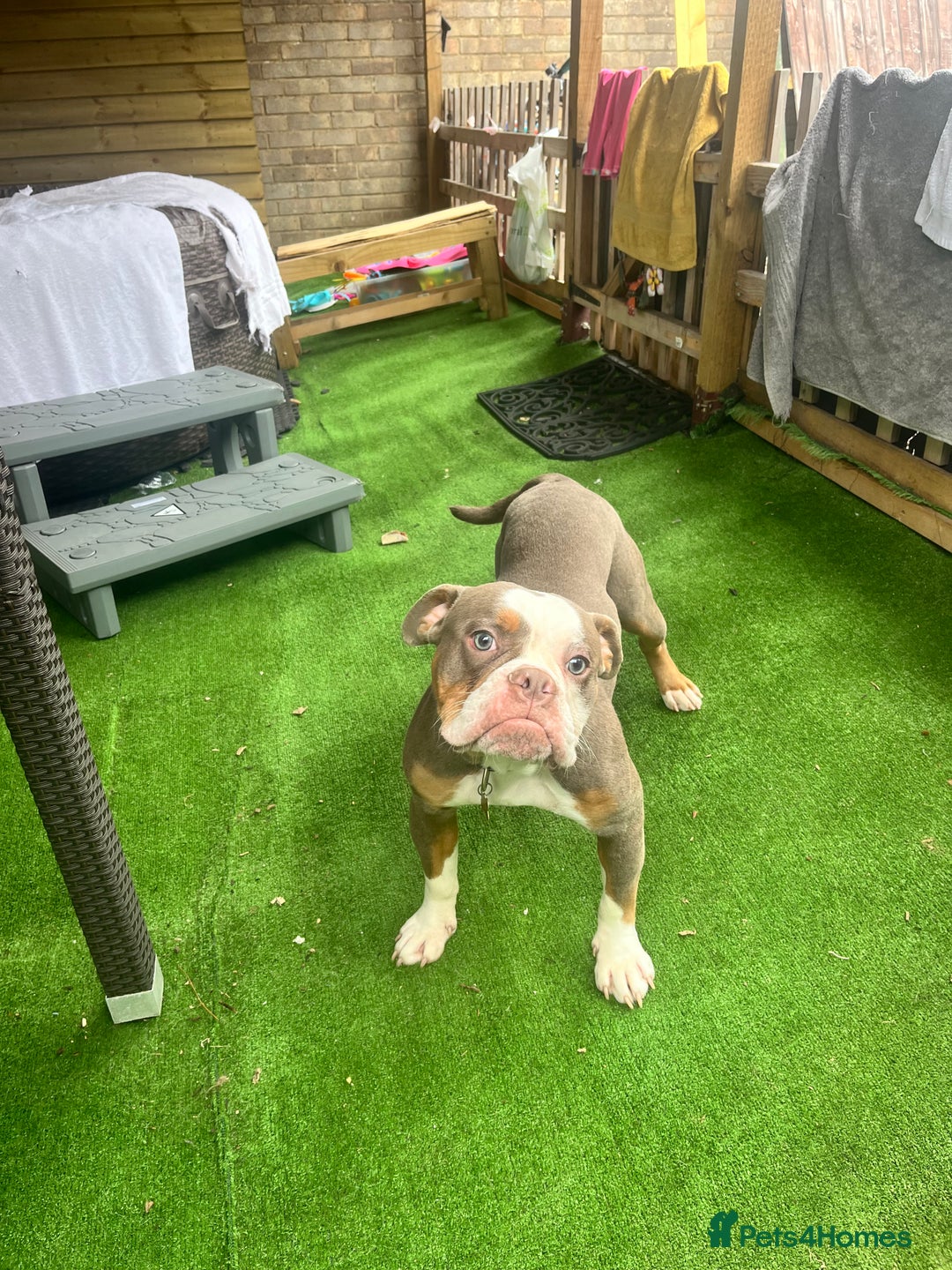 Old Tyme Bulldog dogs for sale: Old tyme bull dog male under a year old  - Image 2