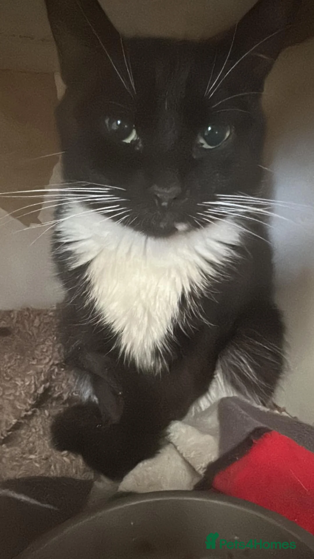 Mixed Breed cats for adoption: Bonded pair of rescue kittens ready for home - Advert 2