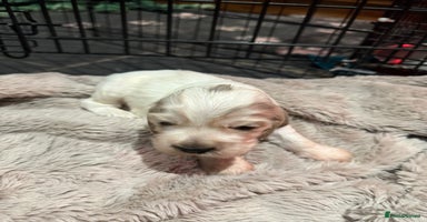 Cocker Spaniel dogs Exceptional litter of Show Type Cocker Spaniels - Advert 4