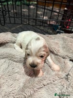 Cocker Spaniel dogs Exceptional litter of Show Type Cocker Spaniels - Advert 10