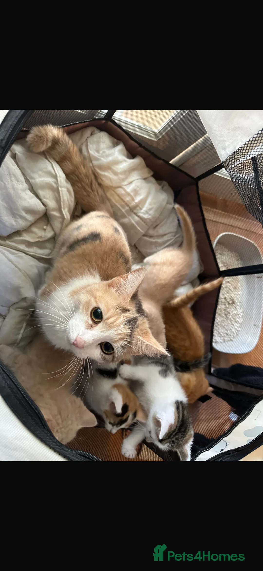 Mixed Breed cats for sale: Kittens ready to go - Advert 7