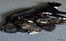 British Shorthair cats for sale: 2 Kittens left for sale! - Image 25