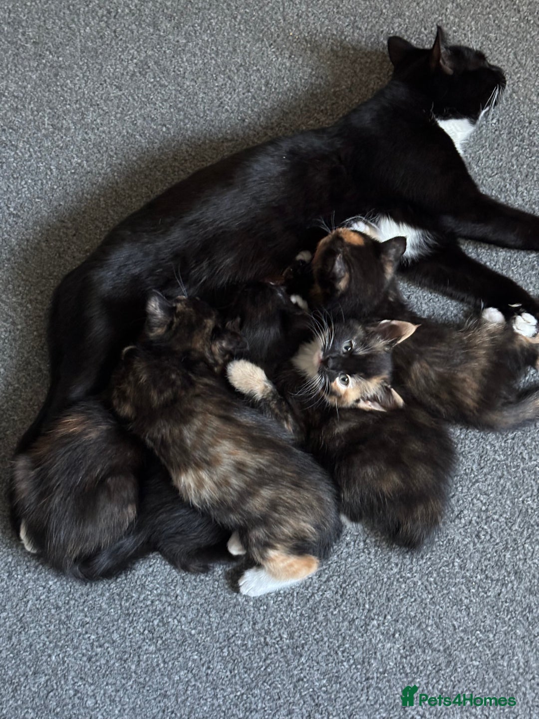 British Shorthair cats for sale: 2 Kittens left for sale! - Image 25