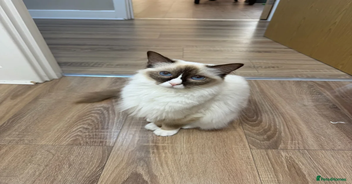 Beautiful 1 year old ragdoll for sale in Dagenham | Pets4Homes