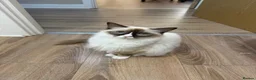 Ragdoll cats for sale: Beautiful 1 year old ragdoll - Advert 1