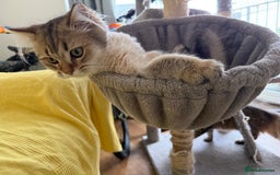 British Longhair cats for sale: British Longhair Kitten for sale  - Image 9