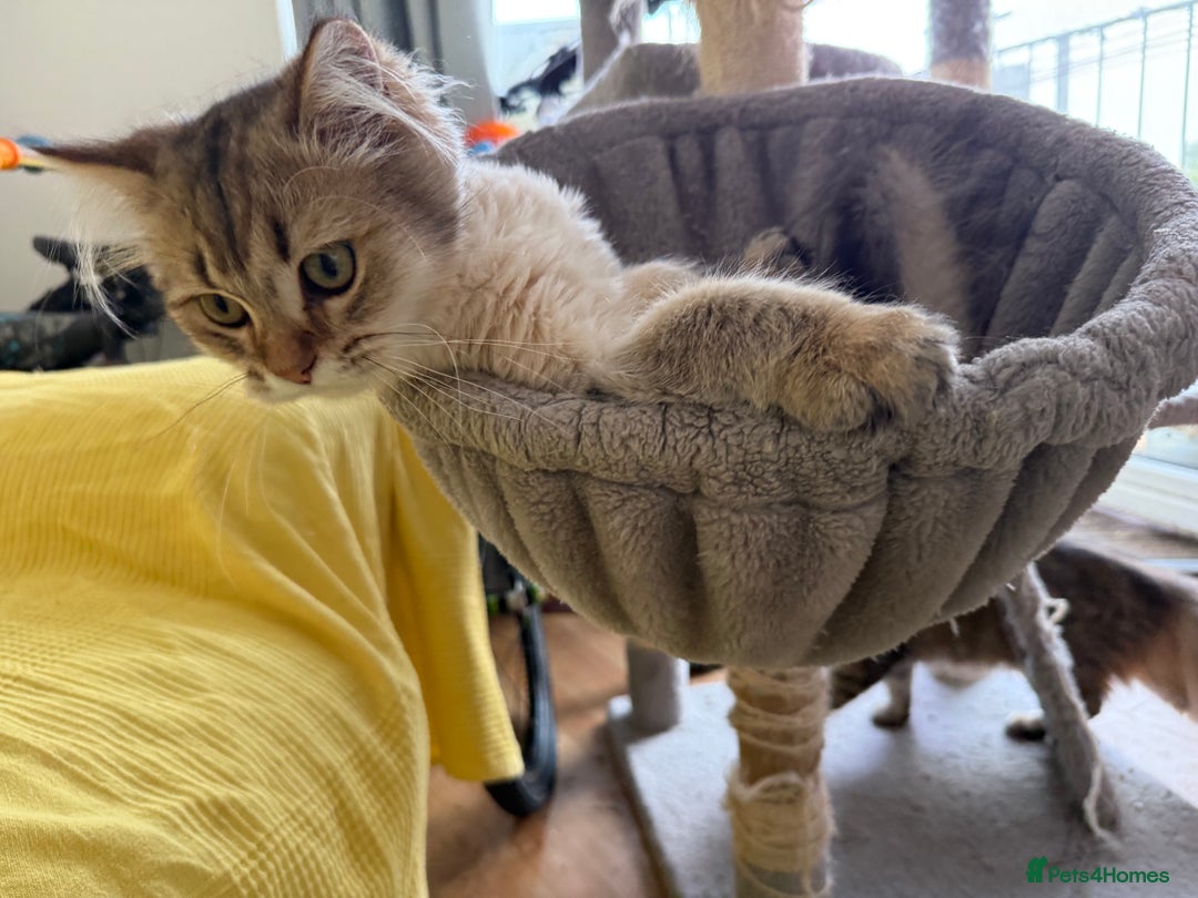 British Longhair cats for sale: British Longhair Kitten for sale  - Image 9