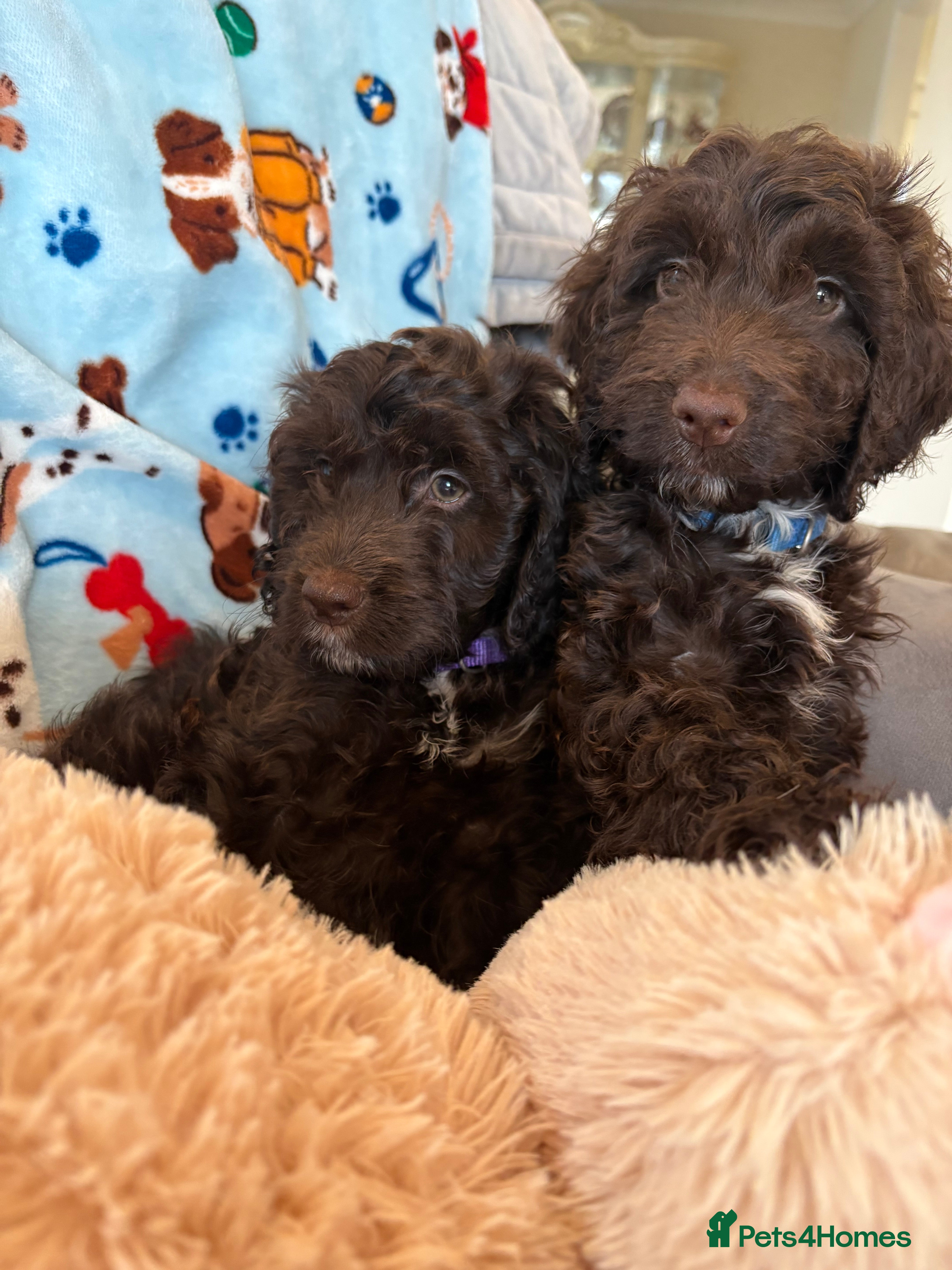 Cockapoo dogs Most Beautiful litter F1 Cockapoo puppies  - Advert 14