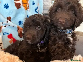 Cockapoo dogs Most Beautiful litter F1 Cockapoo puppies - Advert 4