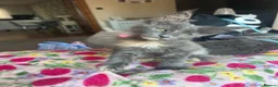 Maine Coon cats for sale: chunky tica Maine coons (active/pet)  - Advert 7