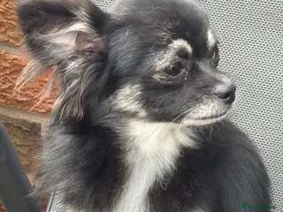 Chihuahua dogs Vinnie - Advert 1