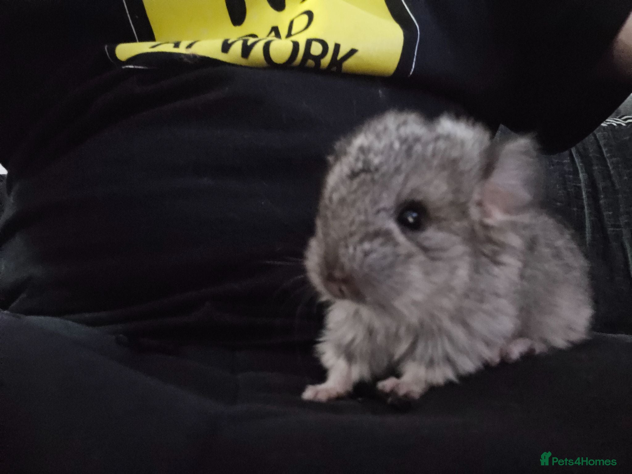 Chinchilla rodents Lovely chinchila kits all standard  - Advert 1