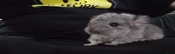 Chinchilla rodents for sale: Lovely chinchila kits all standard  - Advert 28