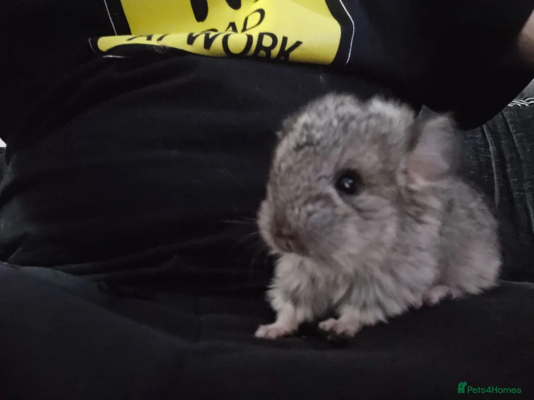 Chinchilla rodents for sale: Lovely chinchila kits all standard  - Advert 1