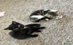 Mixed Breed cats for sale: Beautiful kittens ready for new home  - Image 13