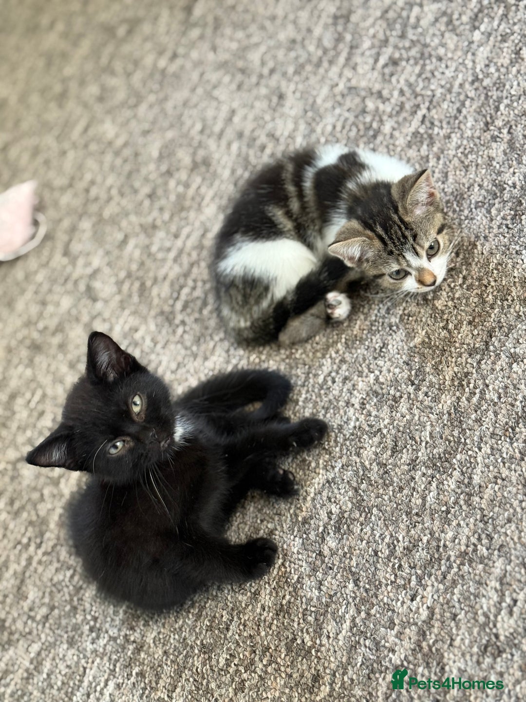 Mixed Breed cats for sale: Beautiful kittens ready for new home  - Image 13