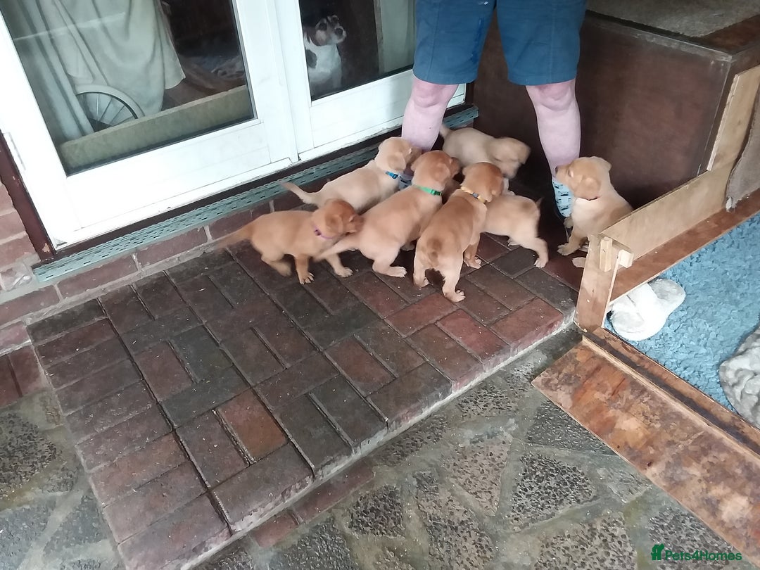 Labrador Retriever dogs for sale: Sweet labrador puppies - Image 4