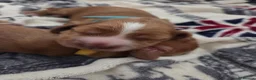 Cocker Spaniel dogs for sale: RKC SHOW COCKER SPANIEL PUPPIES EXTENSIVELY HEALTH - Advert 4