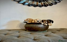 Miniature Dachshund dogs for sale: cream colour's KC miniture dachshund - Image 15