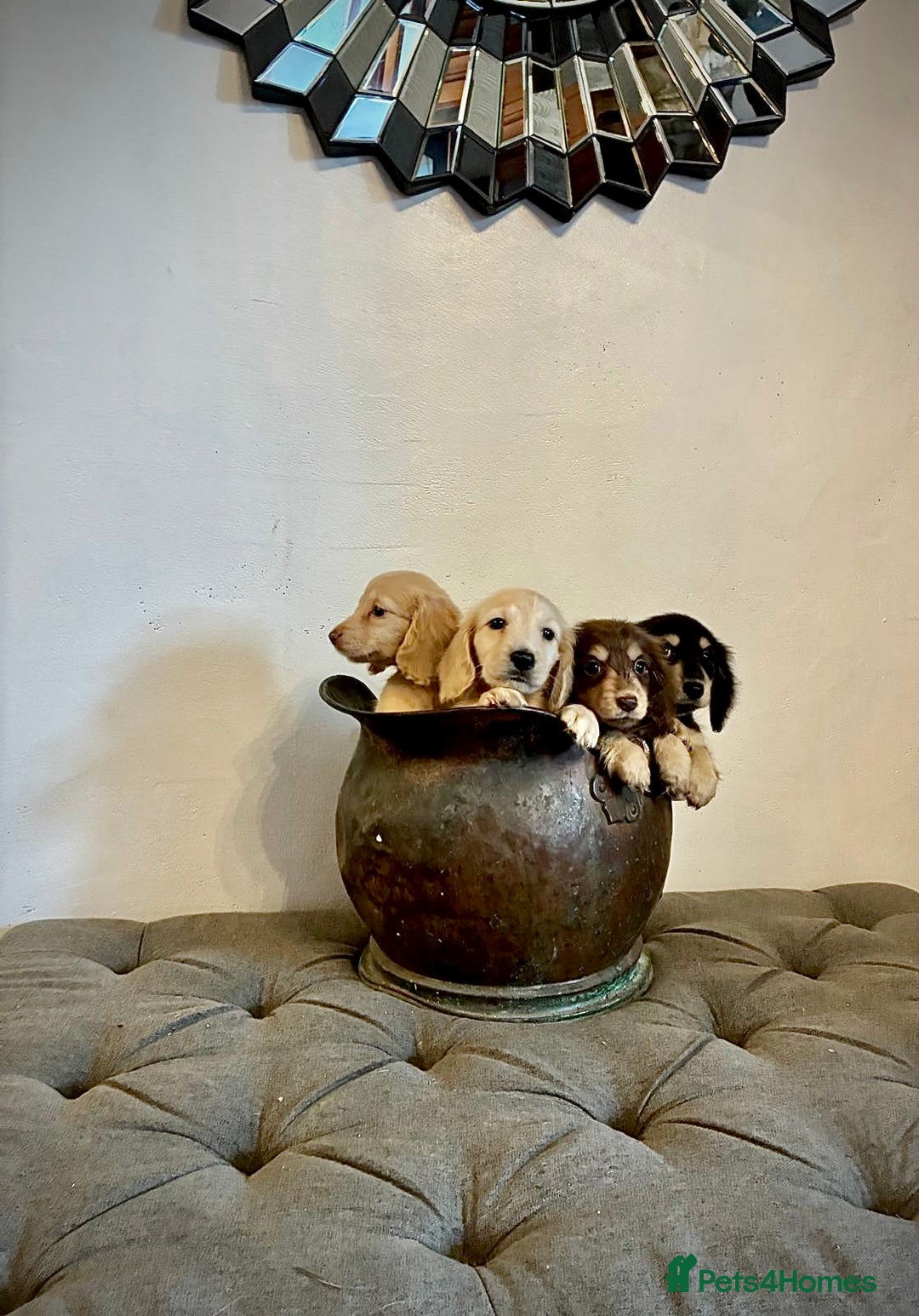Miniature Dachshund dogs for sale: cream colour's KC miniture dachshund - Image 15