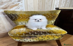 Pomeranian dogs for sale: SUPER TINY ICE WHITE POMERANIAN BOY - Image 19