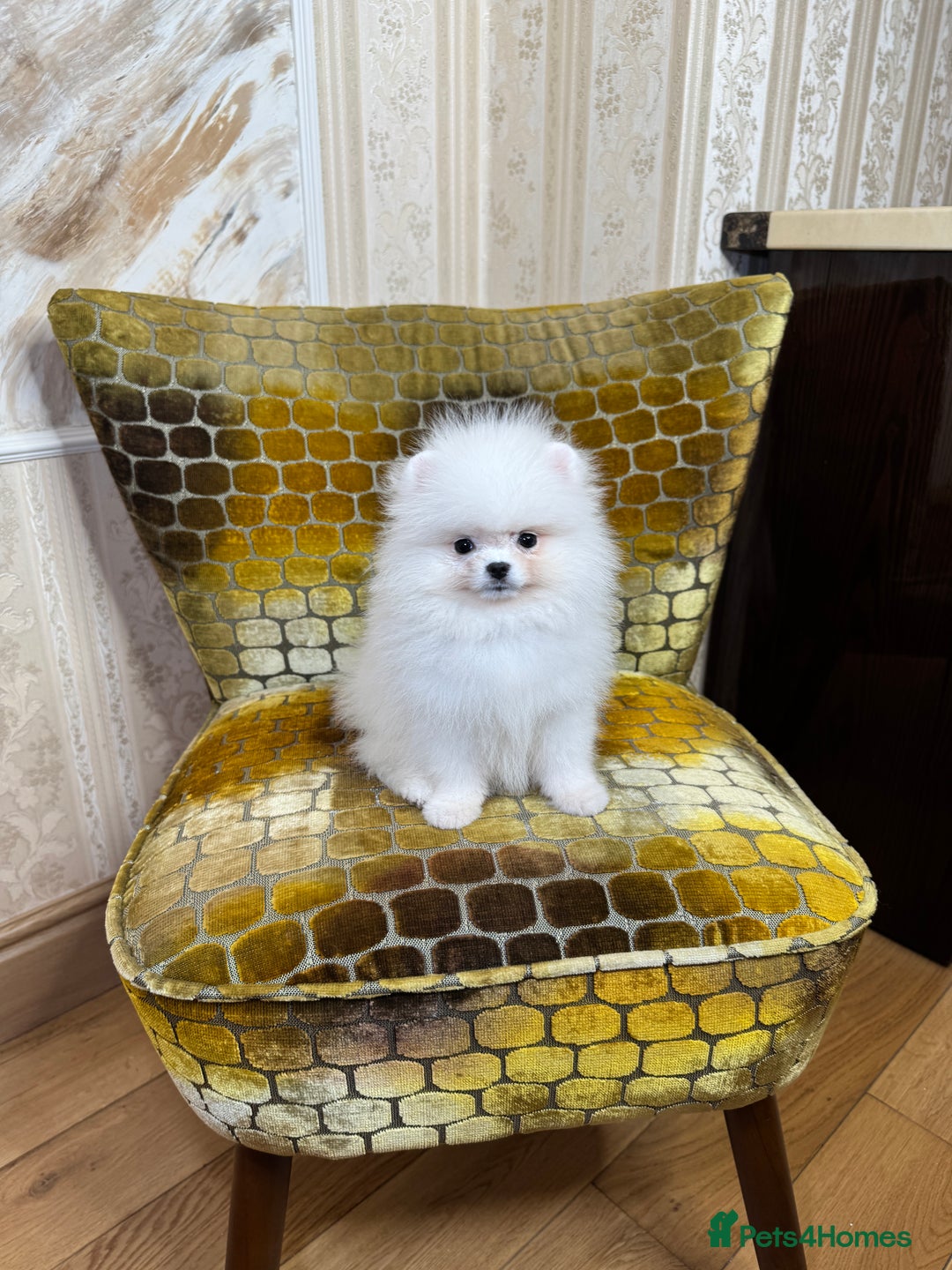 Pomeranian dogs for sale: SUPER TINY ICE WHITE POMERANIAN BOY - Image 19