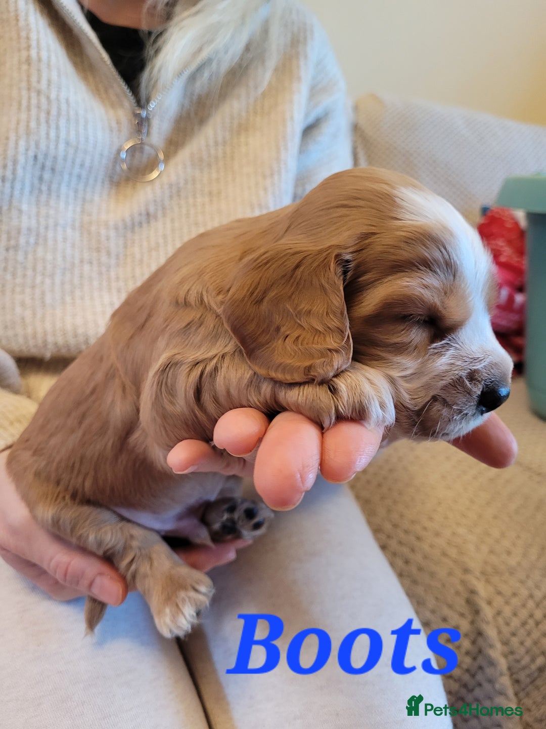Cocker Spaniel dogs for sale: Gorgeous litter of cocker spaniels - Advert 16