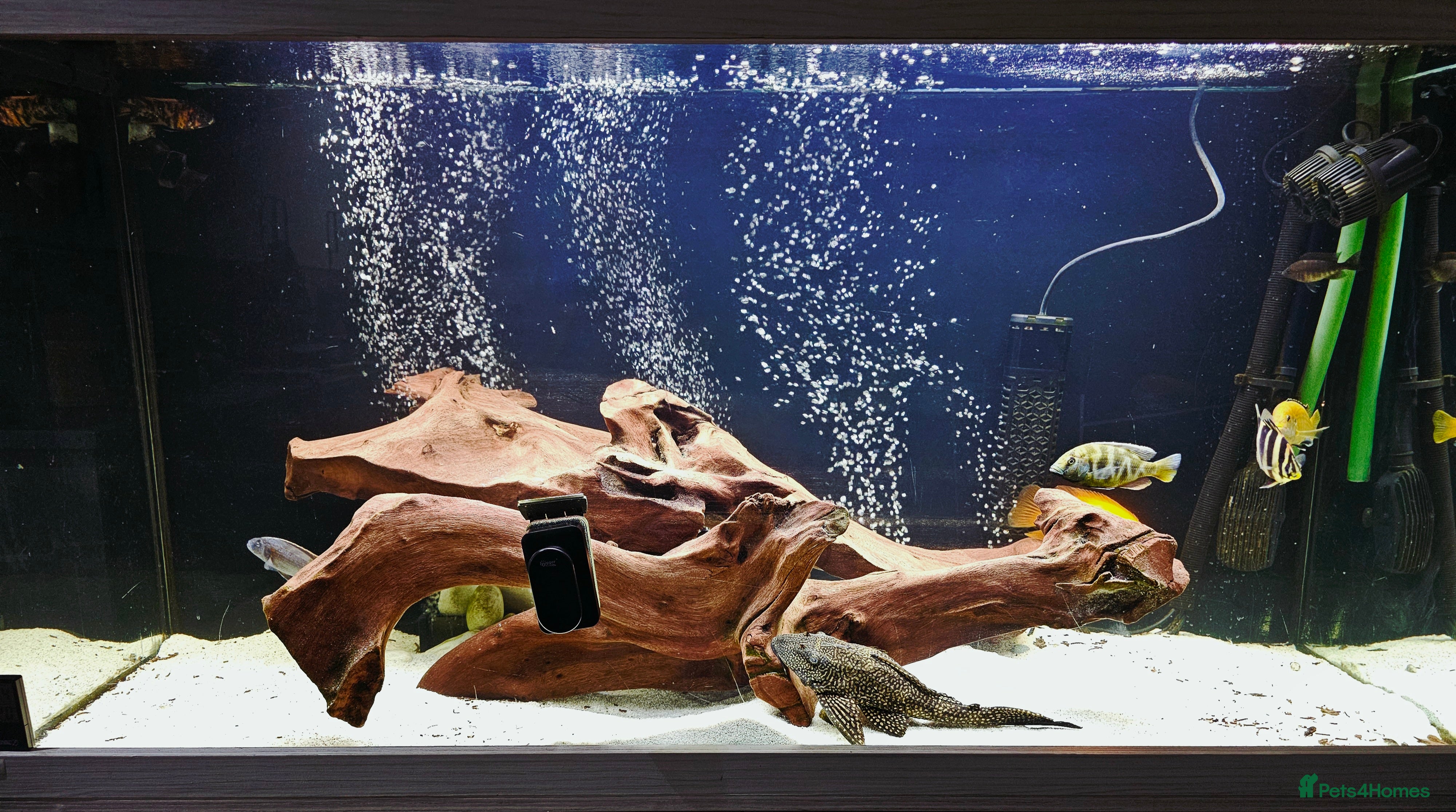 Cichlids fish African Cichlids for sale - Advert 18