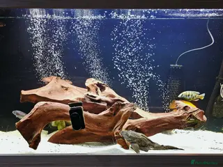 Cichlids fish African Cichlids for sale - Advert 18