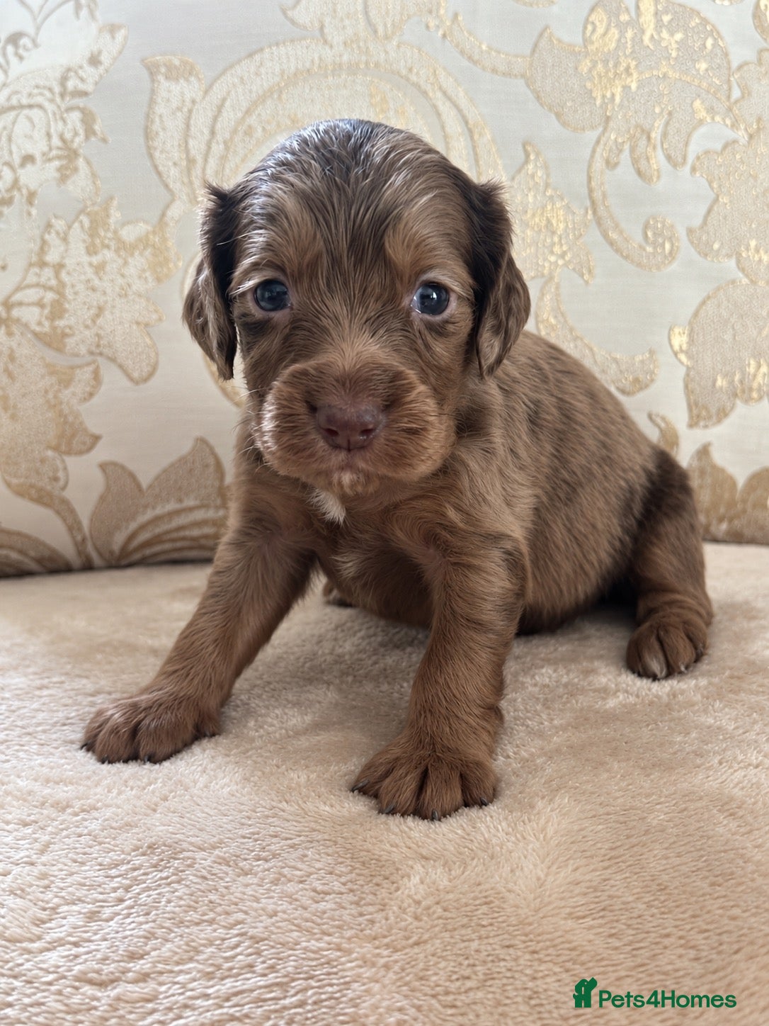 Cocker Spaniel dogs Working cocker spaniel puppies - Advert 1