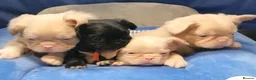 French Bulldog dogs for sale: Beautiful Rare Fluffy French Bulldogs  - Advert 5