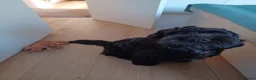 Cockapoo dogs for sale: Male cockapoo looking for a forever home - Advert 6